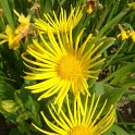 Doronicum orientale 'Finesse'